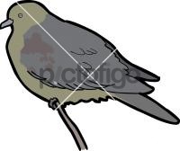 Wedge Tailed Green PigeonFreehand Image