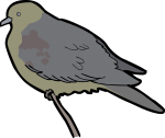 Wedge Tailed Green Pigeon freehand drawings