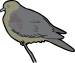 Wedge Tailed Green Pigeon