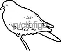 Wedge Tailed Green PigeonFreehand Image