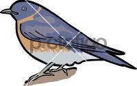 Western BluebirdFreehand Image