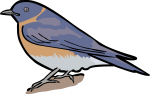 Western Bluebird