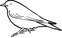 Western BluebirdFreehand Image