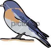 Western BluebirdFreehand Image