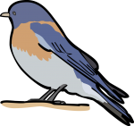 Western Bluebird