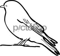 Western BluebirdFreehand Image