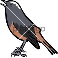 White Capped RedstartFreehand Image