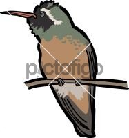 Xantuss HummingbirdFreehand Image