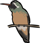 Xantuss Hummingbird freehand drawings