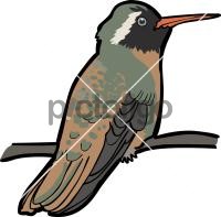 Xantuss Hummingbird