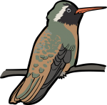 Xantuss Hummingbird freehand drawings