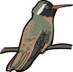 Xantuss Hummingbird