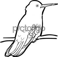 Xantuss HummingbirdFreehand Image