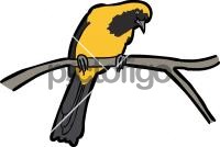 Yellow Backed OrioleFreehand Image