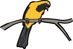 Yellow Backed Oriole freehand drawings