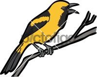 Yellow Backed OrioleFreehand Image