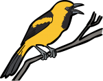 Yellow Backed Oriole freehand drawings