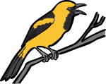 Yellow Backed Oriole