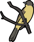 Yellow Bellied Bulbul