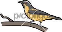 Yellow Bellied Dacnis