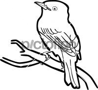 Yellow Bellied FlycatcherFreehand Image