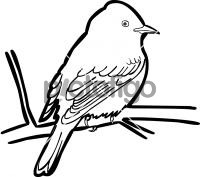 Yellow Bellied FlycatcherFreehand Image