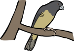 Yellow Bellied Seedeater