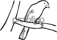 Yellow Bellied SeedeaterFreehand Image