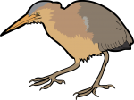 Yellow Bittern