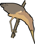 Yellow Bittern