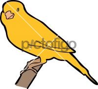 Yellow Canary