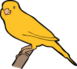 Yellow Canary