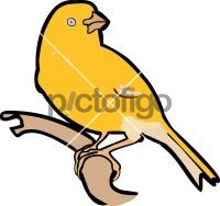 Yellow Canary