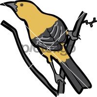 Yellow OrioleFreehand Image