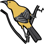 Yellow Oriole