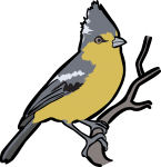 Yellow Tit