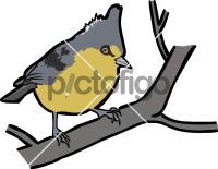Yellow TitFreehand Image