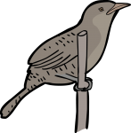 Zapata Wren