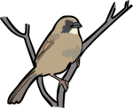 Zapata Sparrow