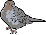 Zebra Dove freehand drawings