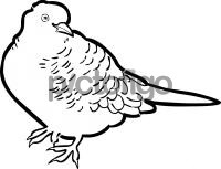 Zebra Dove