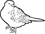 Zebra Dove freehand drawings