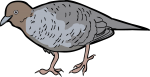 Zebra Dove