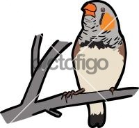 Zebra Finch