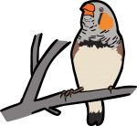 Zebra Finch freehand drawings