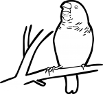 Zebra Finch freehand drawings