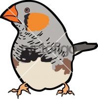 Zebra Finch