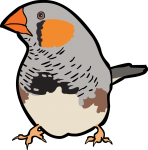 Zebra Finch freehand drawings