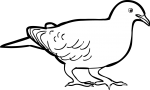 Zenaida Dove