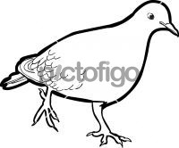 Zenaida Dove